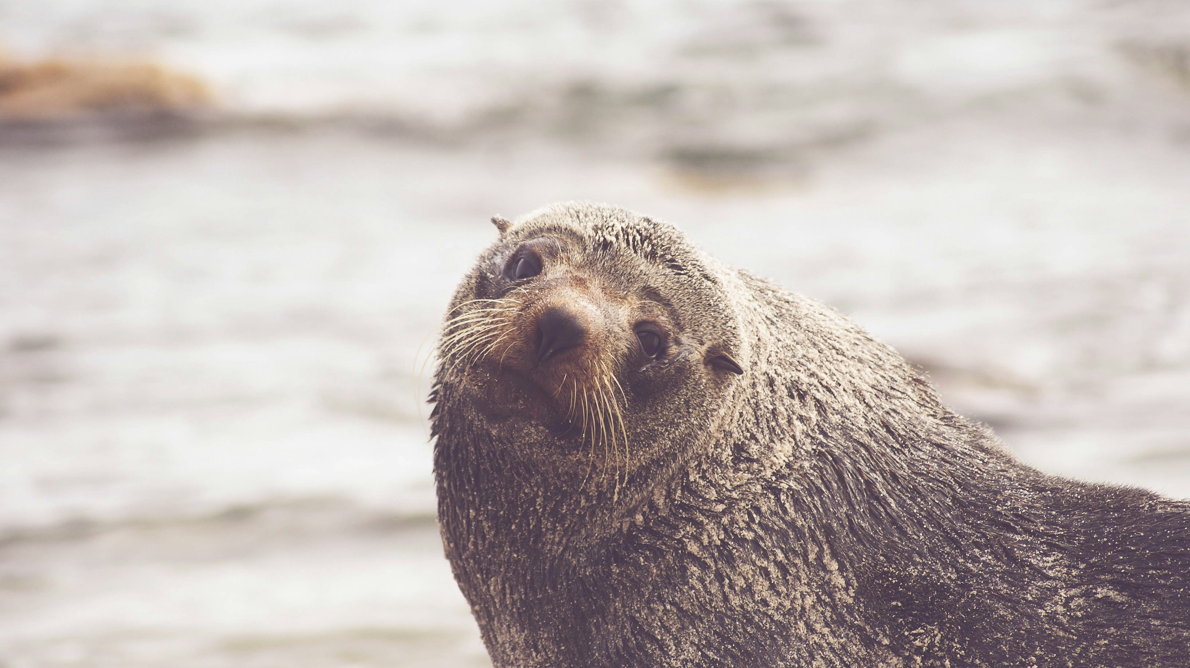 brown walrus in rule of thirds photography